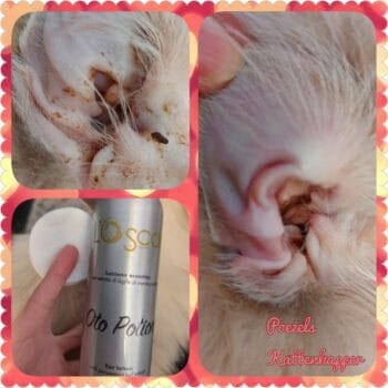 L'Oscar oorlotion - Oto Potion