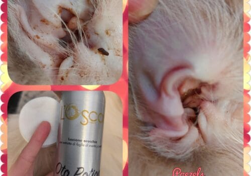 L'Oscar oorlotion - Oto Potion