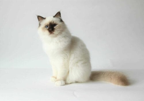 Heilige birmaan, bij poezels kattenkapper