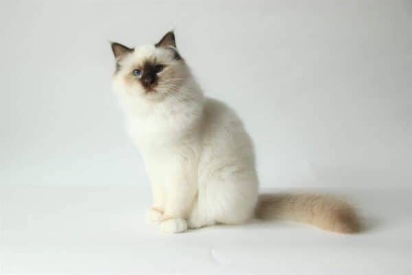 Heilige birmaan, bij poezels kattenkapper