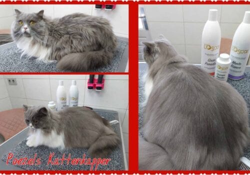 L'Oscar diSmagatto shampoo