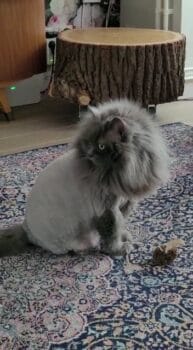 een blije britse langhaar