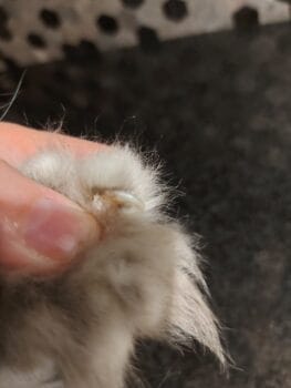 Semmy nagels knippen