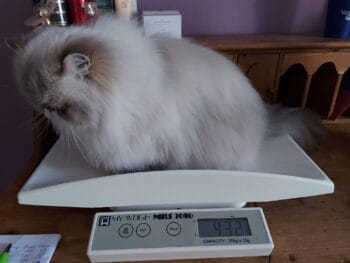 Semmy op de weegschaal