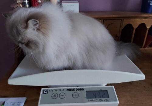 Semmy op de weegschaal