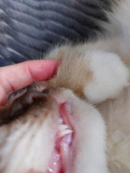 Checo met dubbele hoektanden