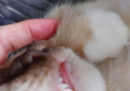 Checo met dubbele hoektanden