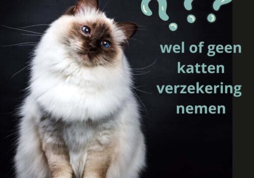 wel of geen verzekering nemen