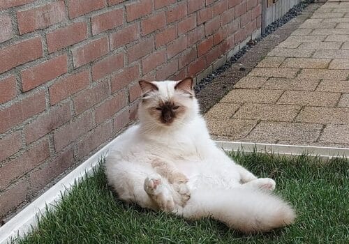 Wasmachine lekbak gevuld met graszoden.