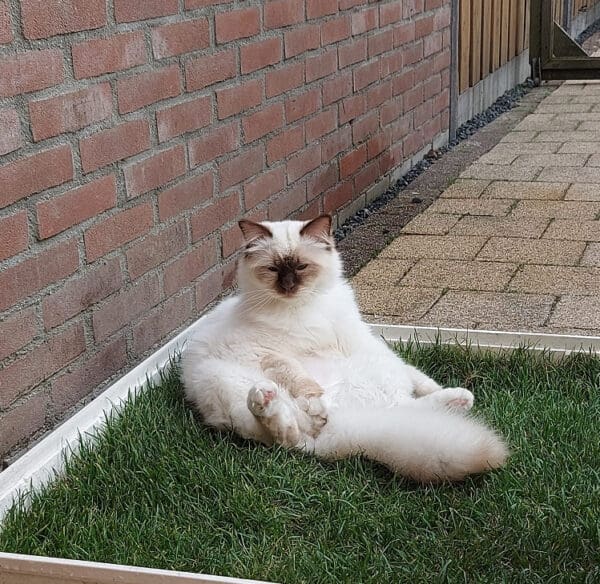 Wasmachine lekbak gevuld met graszoden.