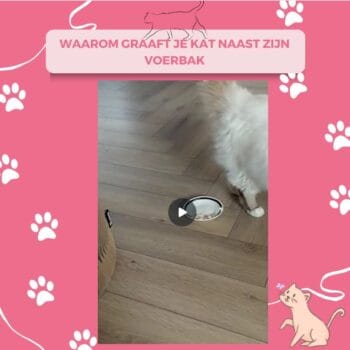 Waarom graaft je kat naast zijn voerbak