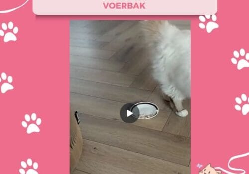 Waarom graaft je kat naast zijn voerbak