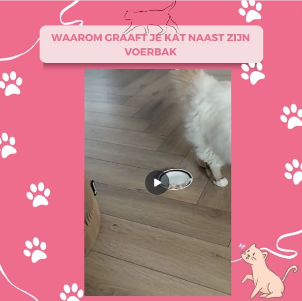 Waarom graaft je kat naast zijn voerbak