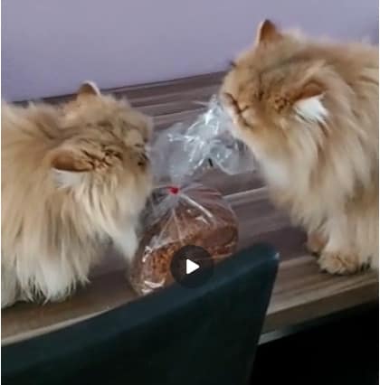 Pica, aan plastic likken