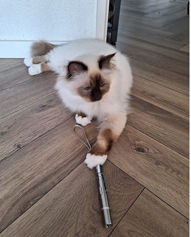 Checo met laserlampje