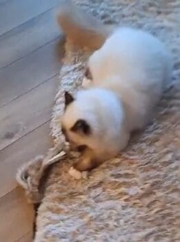 Checo spelen met speelhengel