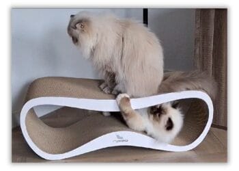 Semmy en Checo kartonnen krabmeubel