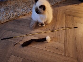 Checo Sally Sheepie Snake