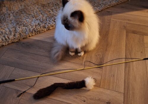 Checo Sally Sheepie Snake