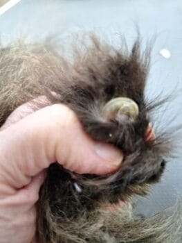 Ingegroeide kattennagel