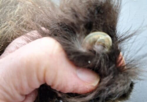 Ingegroeide kattennagel