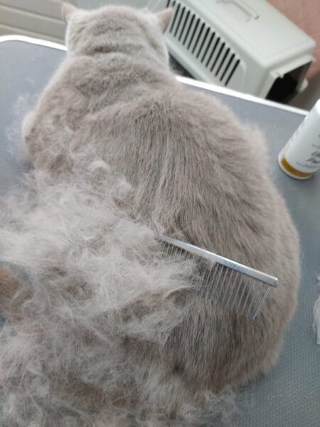 Brits Korthaar in rui periode