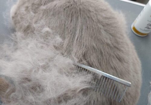 Brits Korthaar in rui periode