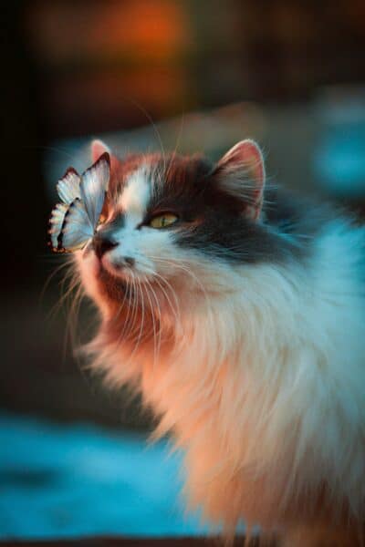 Huid- en vachtproblemen bij katten