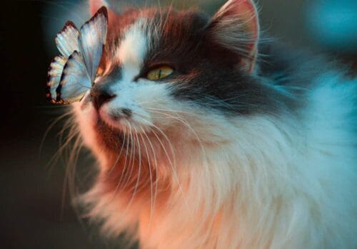 Huid- en vachtproblemen bij katten