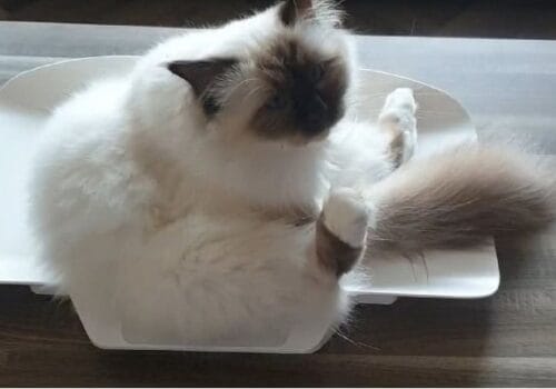 Checo op de weegschaal