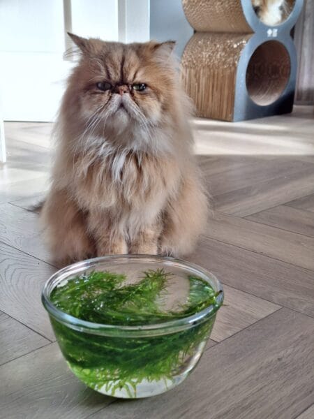 Skippy water verrijking