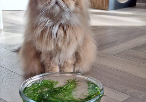 Skippy water verrijking