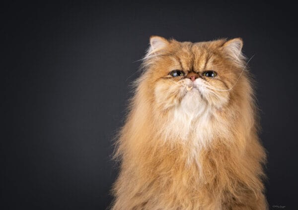 Skippy heeft geen zin in kammen