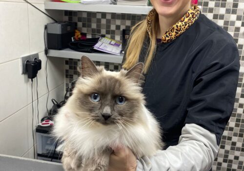 ikzelf met een ragdoll