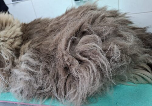 Vervilte vacht Ragdoll