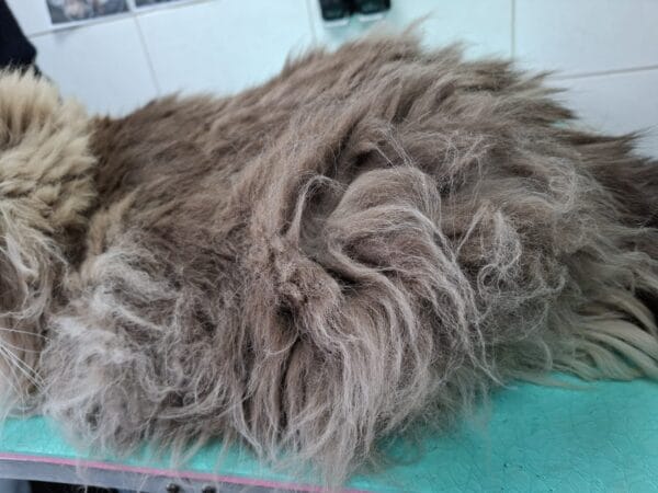 Vervilte vacht Ragdoll