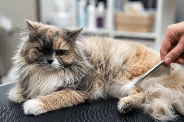 Maine coon op de trimtafel