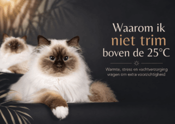 katten en warmte