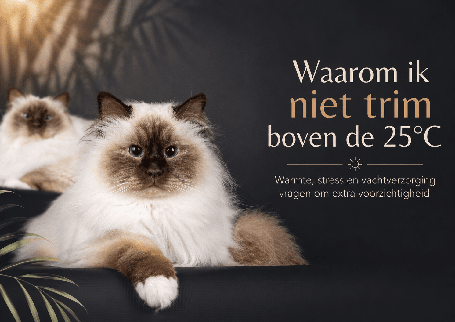 katten en warmte