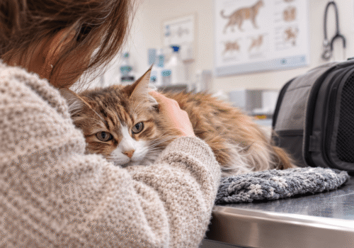 kat bij de dierenarts