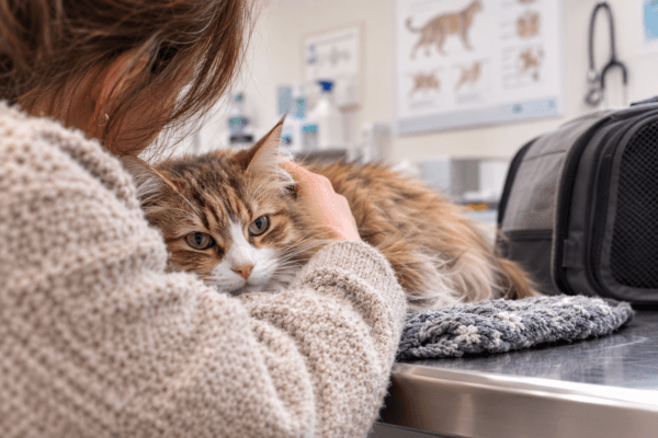 kat bij de dierenarts
