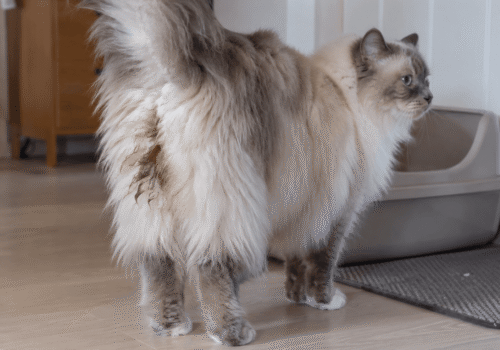 kat met ontlasting aan de billen