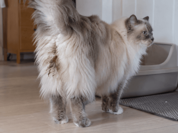kat met ontlasting aan de billen