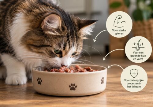 kat die rauw voer eet