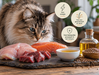 vet uit kattenvoeding